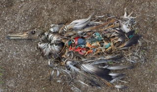 鸟用塑料