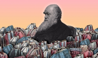 达尔文和藤壶的拼贴画