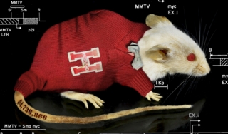 穿着红色哈佛毛衣和领结的小白鼠