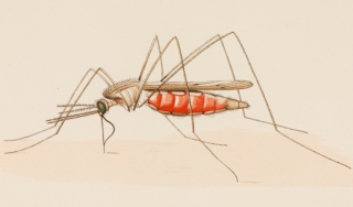 蚊子的彩色解剖图