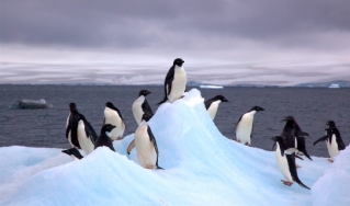在冰山上的企鹅