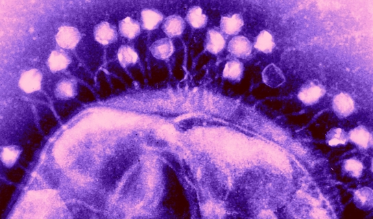 病毒和细菌的显微图像