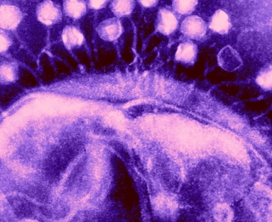 病毒和细菌的显微图像