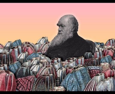 达尔文和藤壶的拼贴画