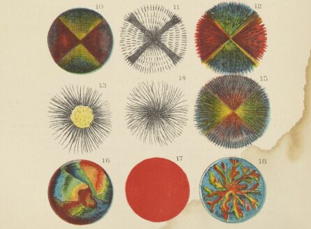 1886年12幅多色图解显微镜下各种脂肪